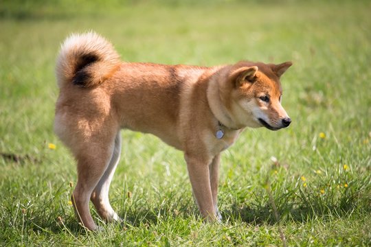 un chien de race shiba inu de couleur roux debout au mileu de l'herbe