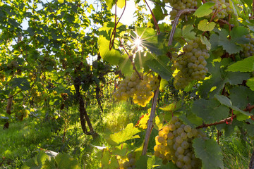 Vineyards in autumn. Autumnal landscape in the vineyards of Luxembourg at the Moselle on a sunny evening.