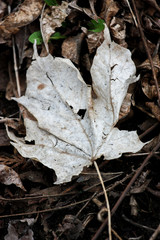 dead leaf on the ground