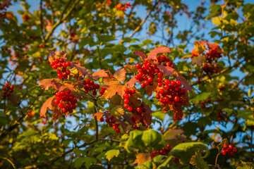 Red berries on the branches of a tree with green leaves against a blue sky