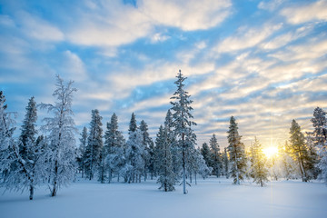Fototapeta na wymiar Snowy landscape at sunset, frozen trees in winter in Saariselka, Lapland, Finland