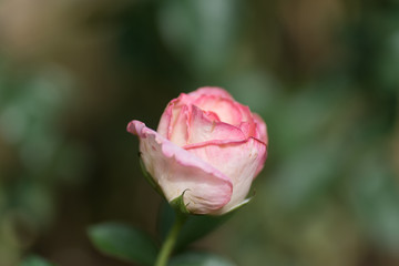Pink rose flower blossom in a garden,decoration flowers