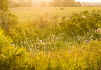 Obraz premium New day concept: vibrant summer sunrise through the tall grass with yellow highlights
