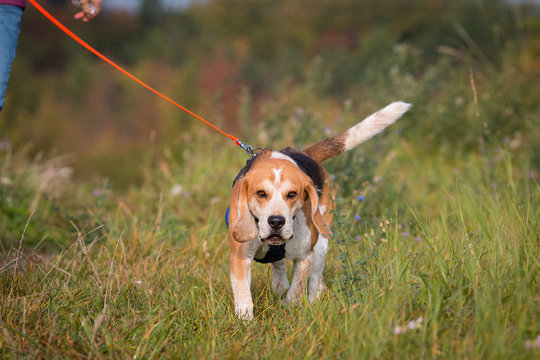 Beagle Mantrailing