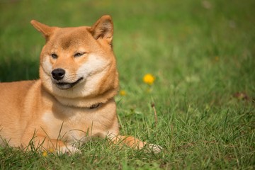 un chien shiba inu couché dans l'herbre se repose