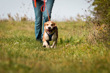 Beagle Mantrailing