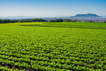 函館の街を見下ろす大根畑