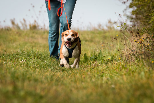 Beagle Mantrailing