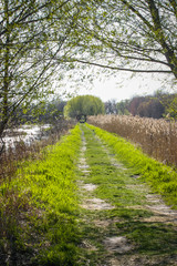 trail going through the swamp