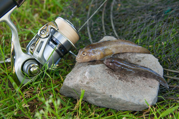 Two freshwater bullhead fish or round goby fish just taken from the water on gray stone background and fishing rod with reel..