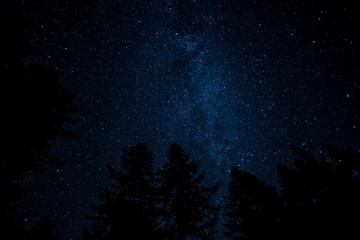 Fototapeta na wymiar starry night in the sky with trees silhouettes