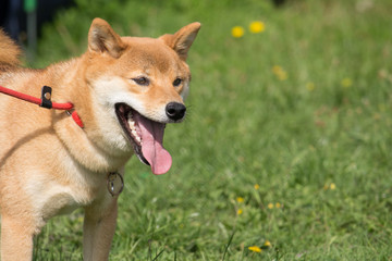 éducation suite au pied du chien shiba inu avec la laisse