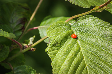 red ladybug on a green leaf