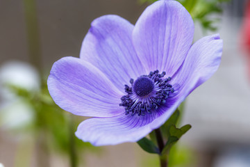 アネモネの花