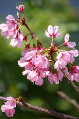 Fototapeta premium 桜の花