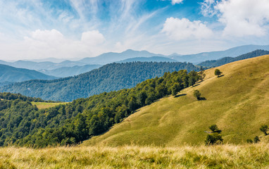 Fototapeta premium beautiful alpine grassy meadow in Carpathians. autumnal sunny weather with gorgeous cloudscape above mountains with forest on hillside