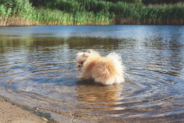 Cute red spitz swims in water of river