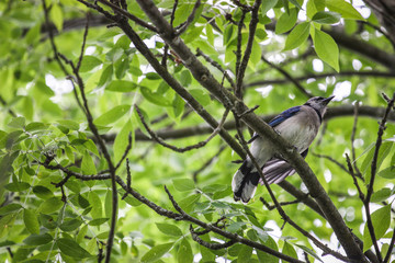 blue jay bird in a green forest