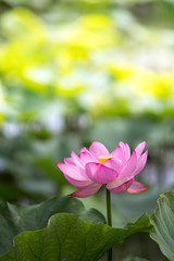 Obraz premium 蓮の花