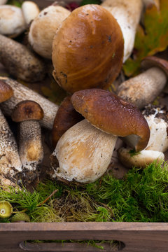 Boletus edulis, cepe, porcini mushrooms unwashed on gray concrete background