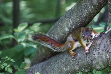 squirrel in a tree