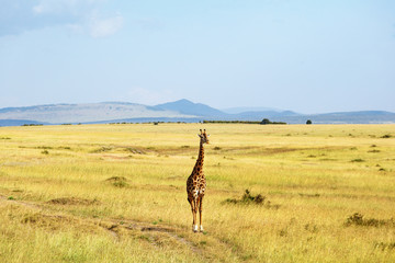 Giraffe in the magnificent savannah landscape