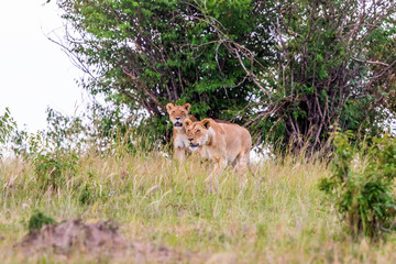 Two lions walk and scout the tree grove