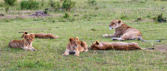 Lioness with her cubs in the grass on the savanna