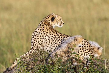 Obraz premium Cheetah female with cubs looking backward