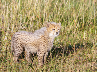 Naklejka na ściany i meble Close up of a young cheetah cub