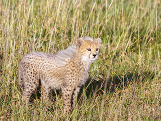 Fototapeta premium Close up of a young cheetah cub