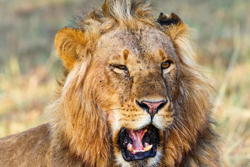 Portrait of a male lion that roars