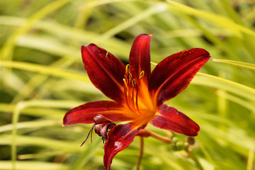 Orange day lily (Hemerocallis fulva)