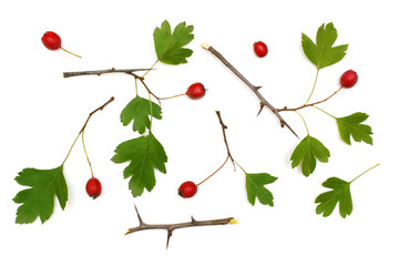 Hawthorn on white background