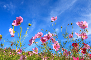 コスモスの花＠長崎県諫早市白木峰