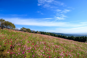 コスモスの花＠長崎県諫早市白木峰