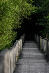 Fototapeta premium wood pathway going into the forest