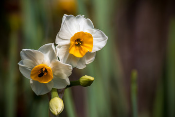 水仙の花