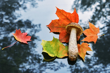 Fototapeta premium edible mushroom podberezovik, black head among the autumn leaves