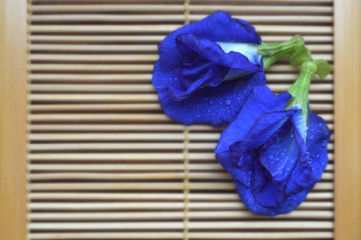 Butterfly pea, Clitoria ternatea, Central of Thailand
