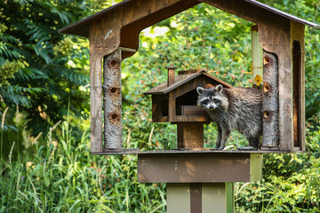 raccoon on a bird feeder