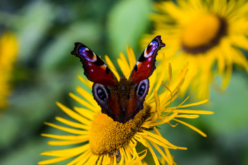 Close-Up Of Beautiful European Peacock Butterfly Or Aglais Io Gathering Pollen From Yellow Flower