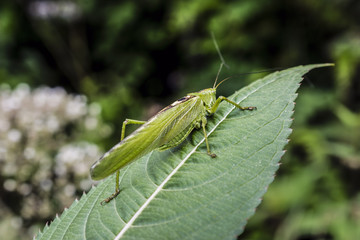 Close-Up Of Green Grasshopper Resting On Leaf During Summer