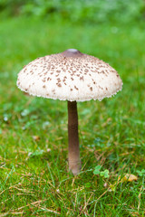 Shapely parasol mushroom on green grass