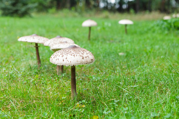 Shapely parasol mushroom on green grass