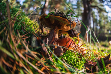 group of wild mushrooms in a forest