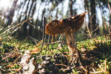Lonely wild mushroom in a forest