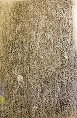 Dirty grass in the shower
