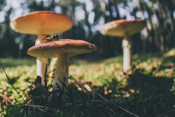 group of wild mushrooms in a forest