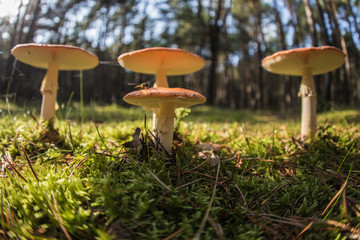 group of wild mushrooms in a forest